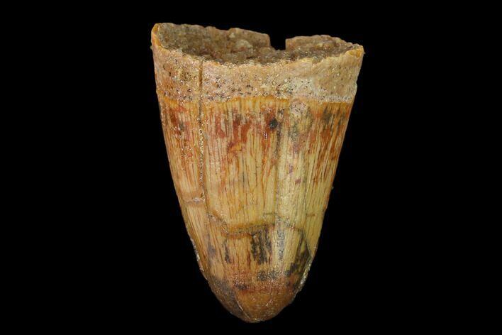 Cretaceous Fossil Crocodile Tooth - Morocco #140613